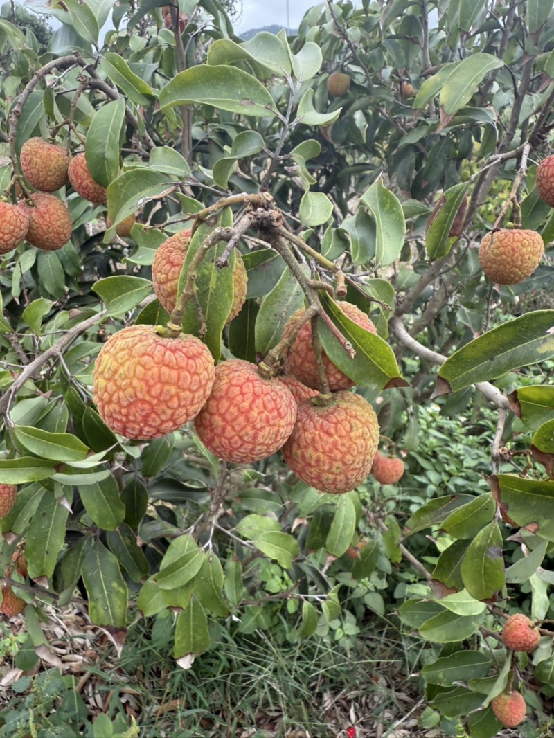 白糖婴大量上市买荔枝送本地🐓
