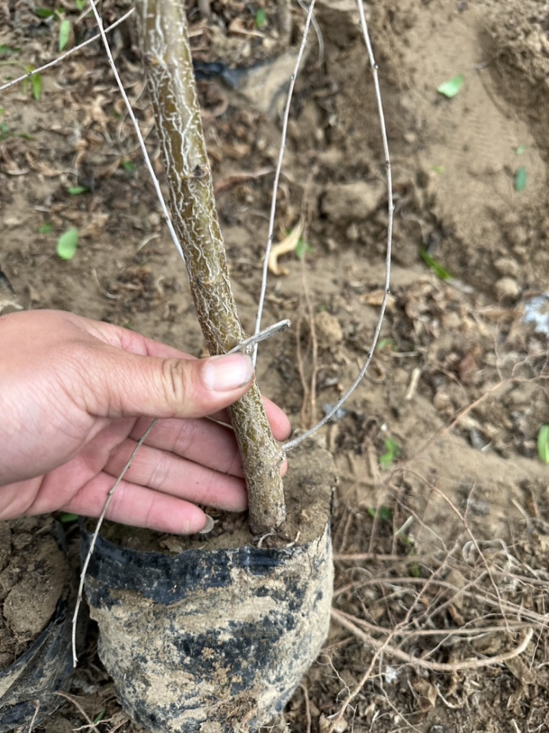1公分到2公分山桃树苗小苗营养杯苗产地现挖