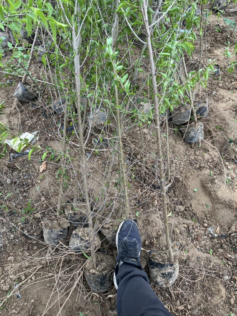 1公分到2公分山桃树苗小苗营养杯苗产地现挖
