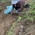 1公分到2公分山桃树苗小苗营养杯苗产地现挖