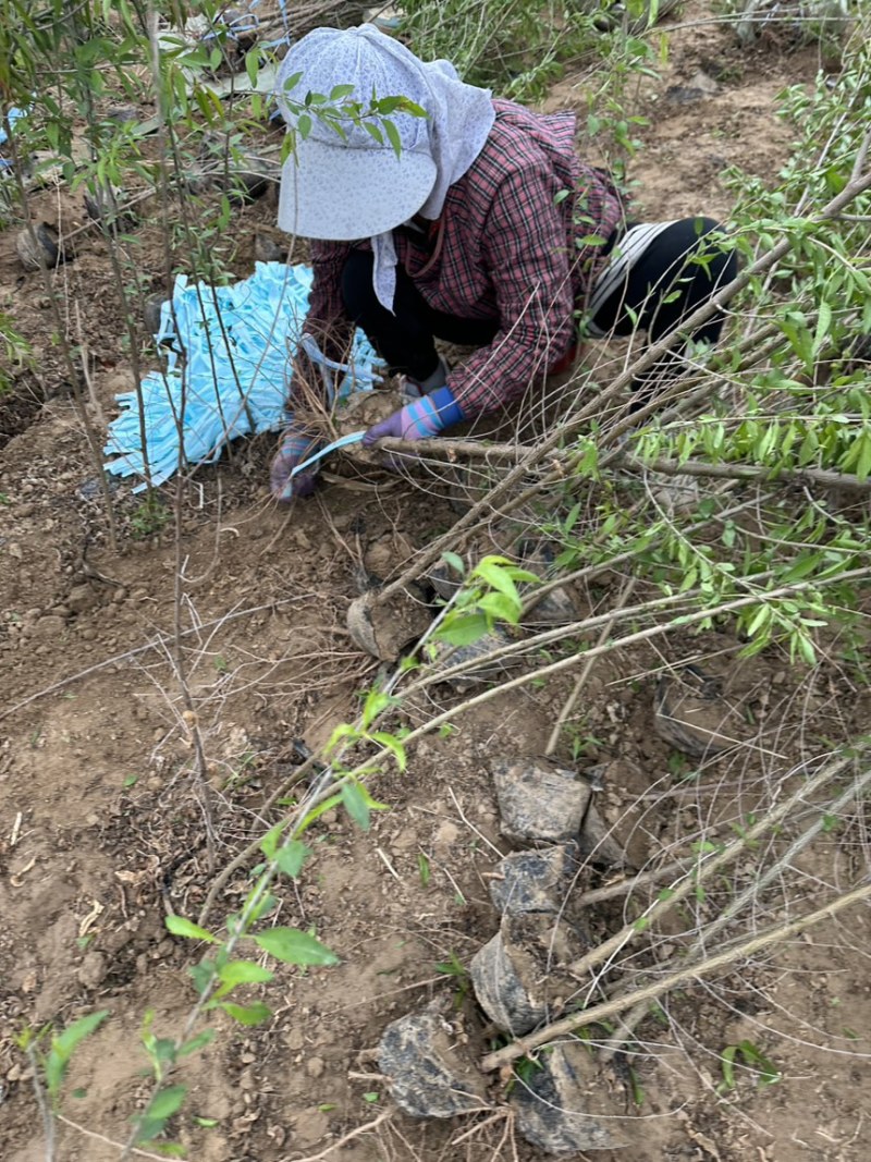 1公分到2公分山桃树苗小苗营养杯苗产地现挖