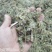 一枝黄花包质检含支持看货量大从优品质保证欢迎来电