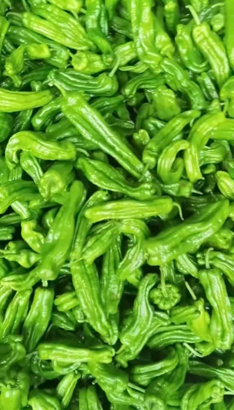 辣椒5号辣椒山东鲜辣椒（规格齐全）保质保量，对接市场批发