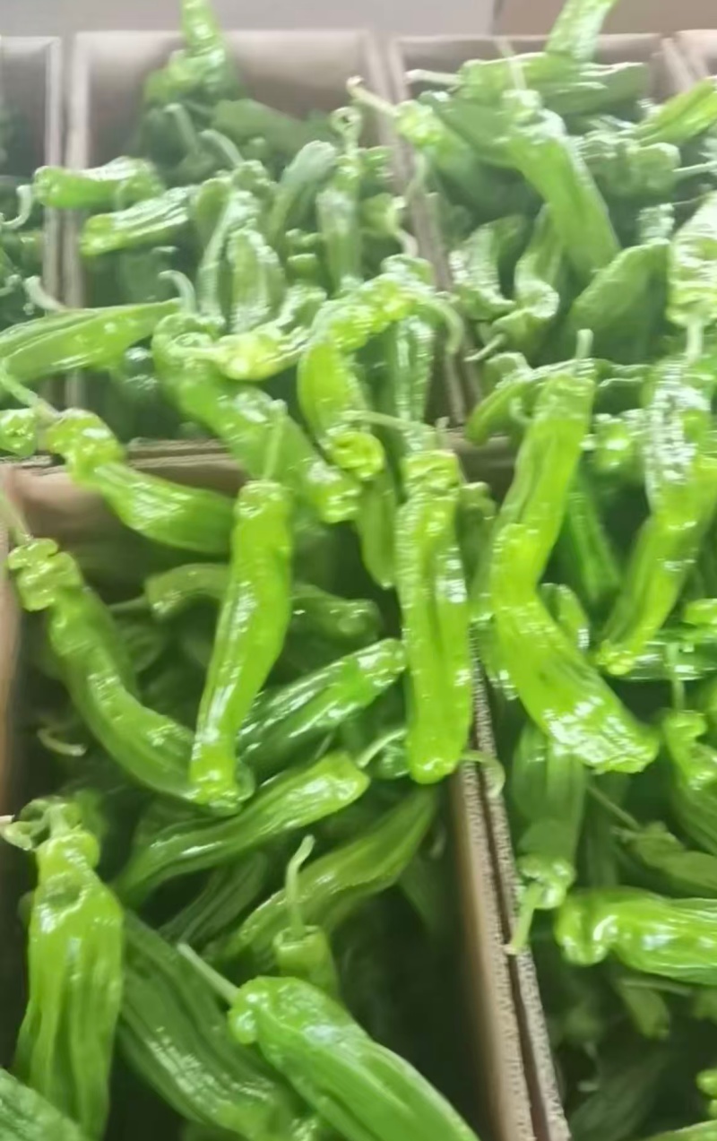 辣椒5号辣椒山东鲜辣椒（规格齐全）保质保量，对接市场批发