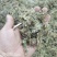 一枝黄花包质检含支持看货量大从优品质保证欢迎来电