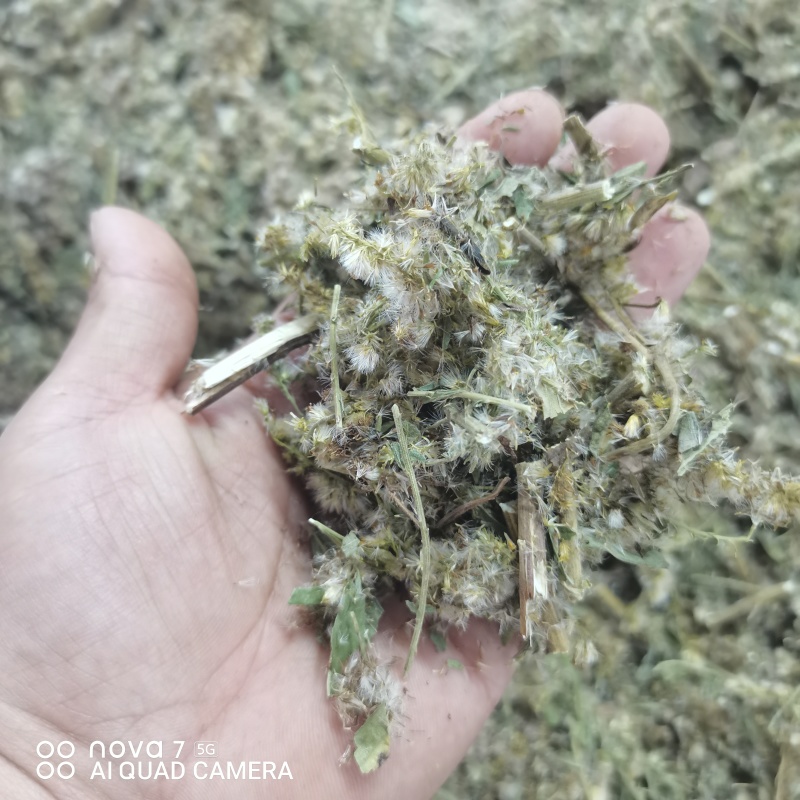 一枝黄花包质检含支持看货量大从优品质保证欢迎来电