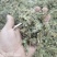 一枝黄花包质检含支持看货量大从优品质保证欢迎来电