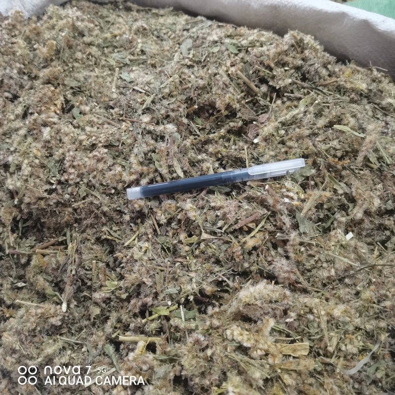 一枝黄花包质检含支持看货量大从优品质保证欢迎来电