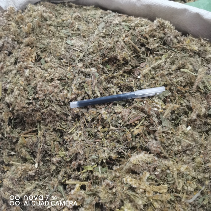 一枝黄花包质检含支持看货量大从优品质保证欢迎来电