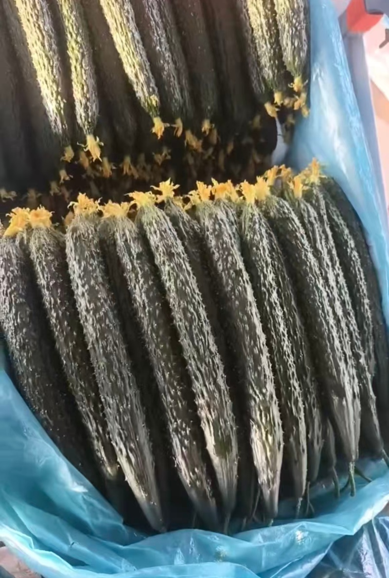密刺黄瓜，山东黄瓜，产地一手货源，量大从优，可视频看货
