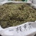 一枝黄花包质检含支持看货量大从优品质保证欢迎来电