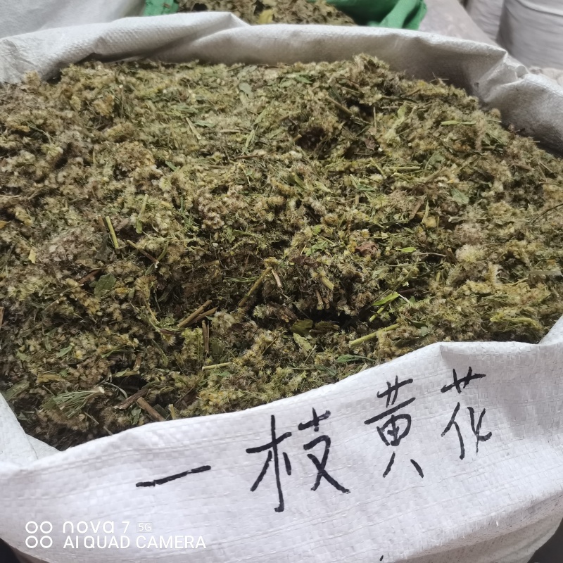 一枝黄花包质检含支持看货量大从优品质保证欢迎来电