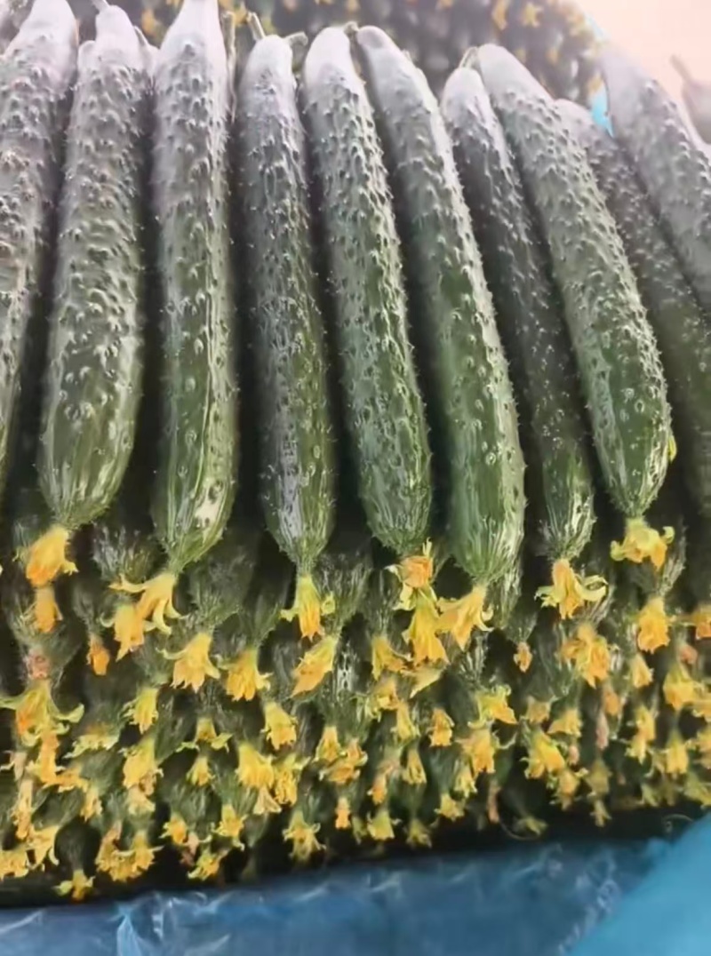 密刺黄瓜，山东黄瓜，产地一手货源，量大从优，可视频看货