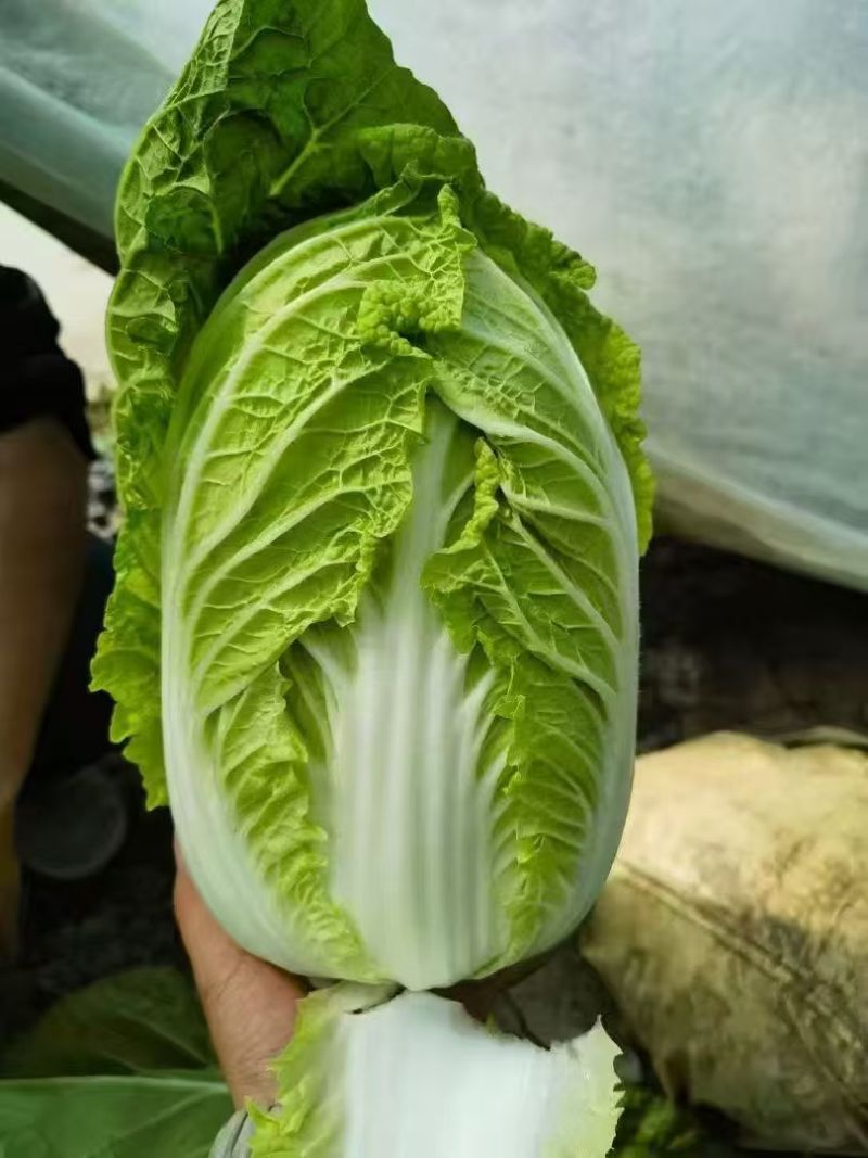 黄心白菜（降价了）货源充足，量大从优，对接市场批发商