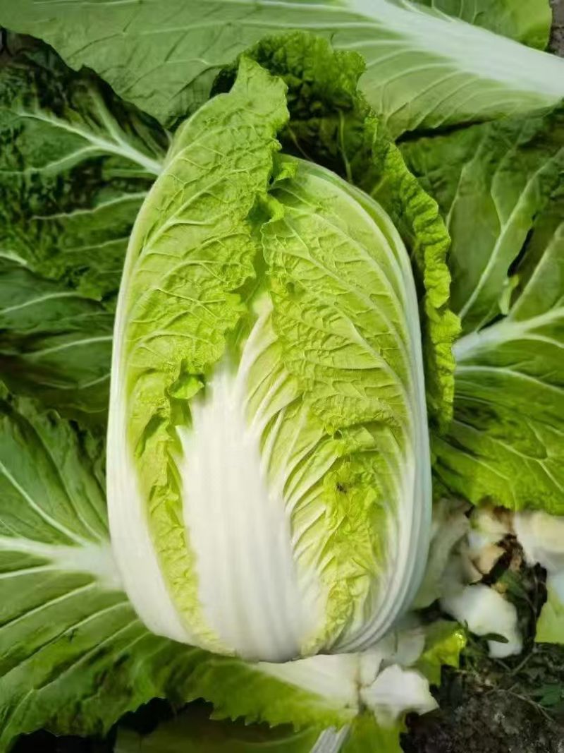 黄心白菜（降价了）货源充足，量大从优，对接市场批发商