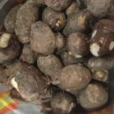 精品毛芋头各种规格细节详聊货源自存