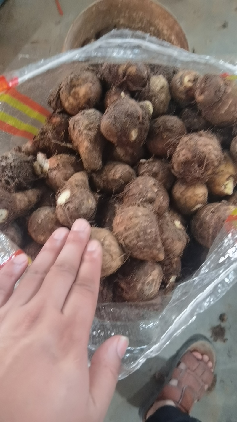 精品毛芋头各种规格细节详聊货源自存