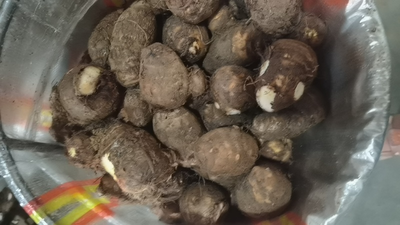 精品毛芋头各种规格细节详聊货源自存