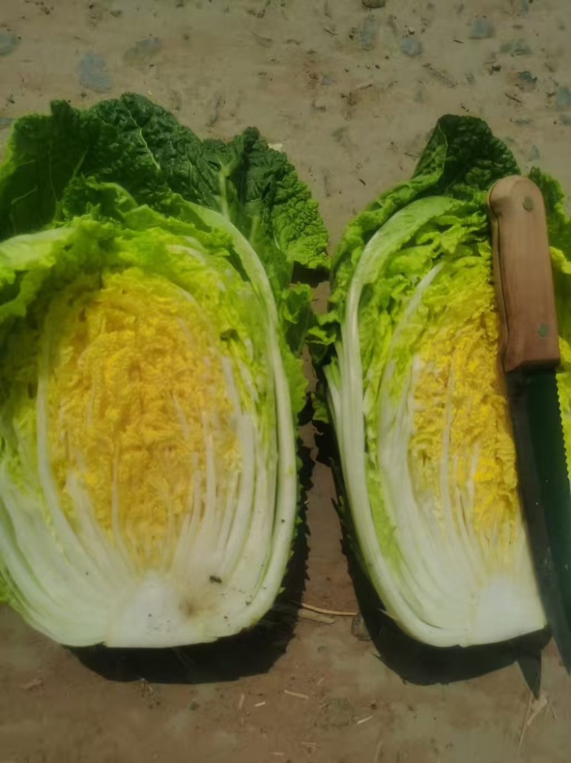 本地黄心白菜，黄心菜，产地直销，代发全国，价格不高