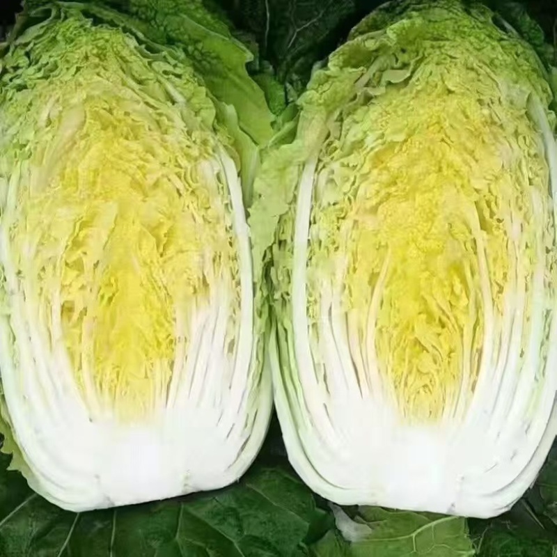 本地黄心白菜，黄心菜，产地直销，代发全国，价格不高