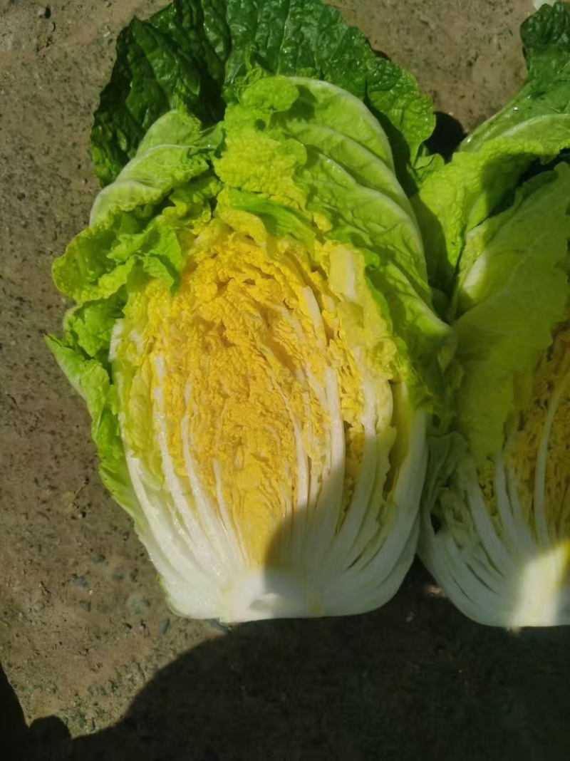 本地黄心白菜，黄心菜，产地直销，代发全国，价格不高
