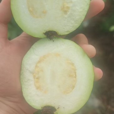 广西玉林芭乐