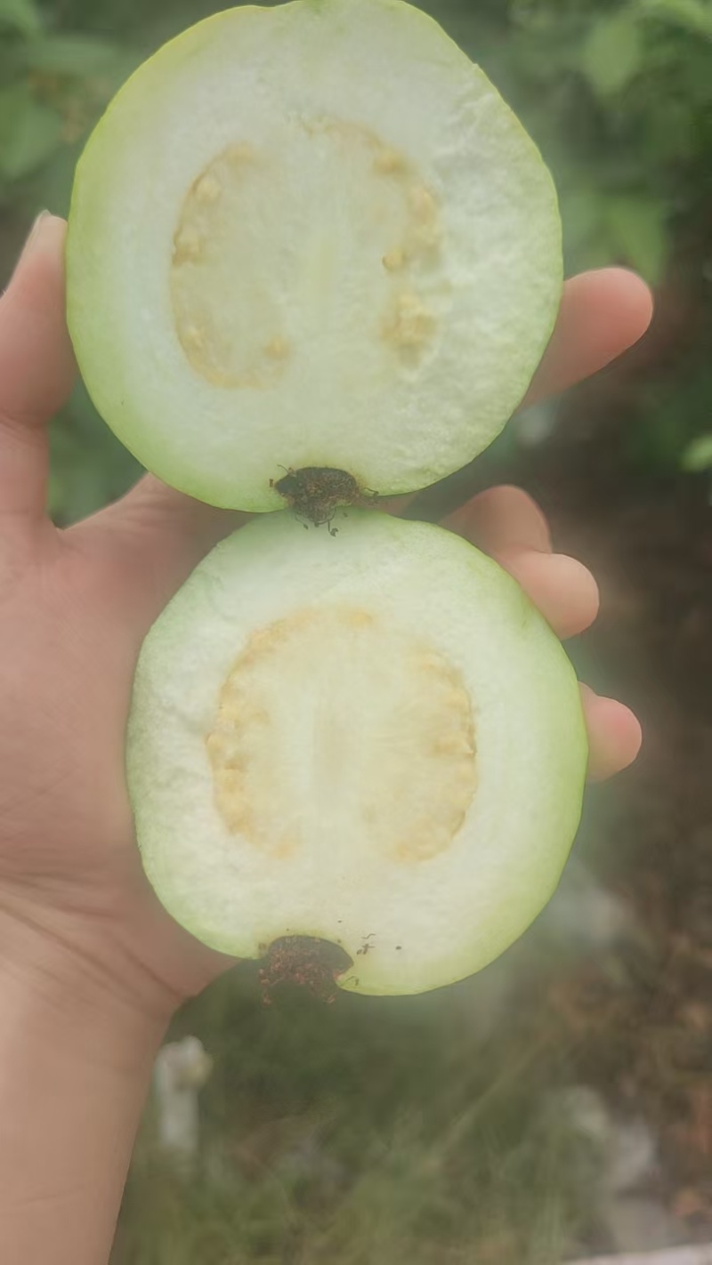 广西玉林芭乐