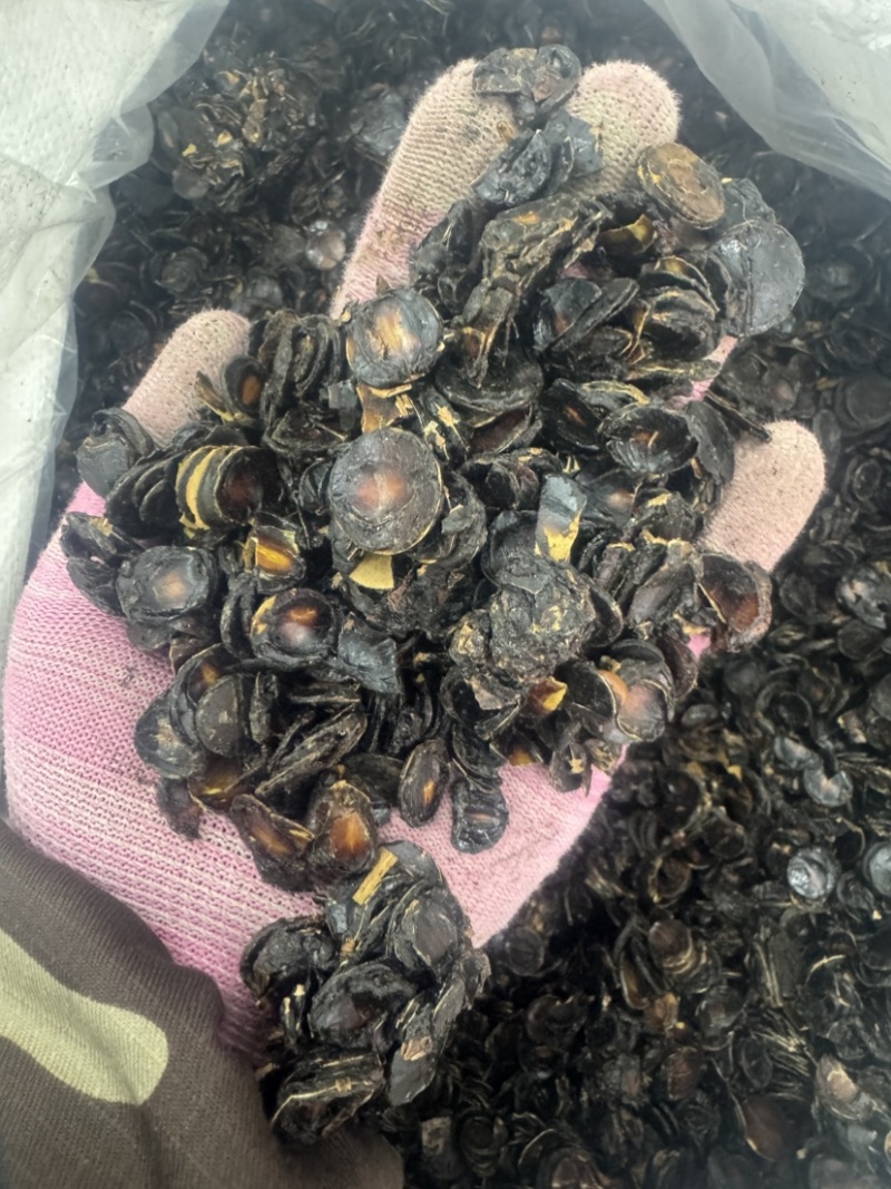 大解果肉批发大片完整腊肠果肉片便秘果肉代发足干无碎干净