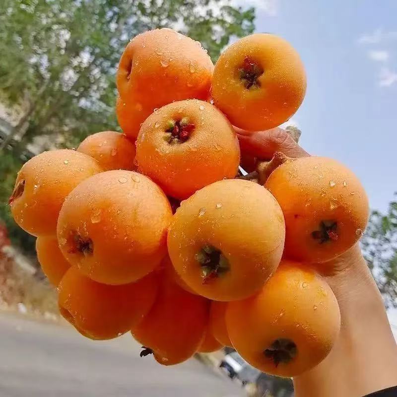 大五星枇杷，产地一手货源，量大优惠，欢迎合作可视频看货