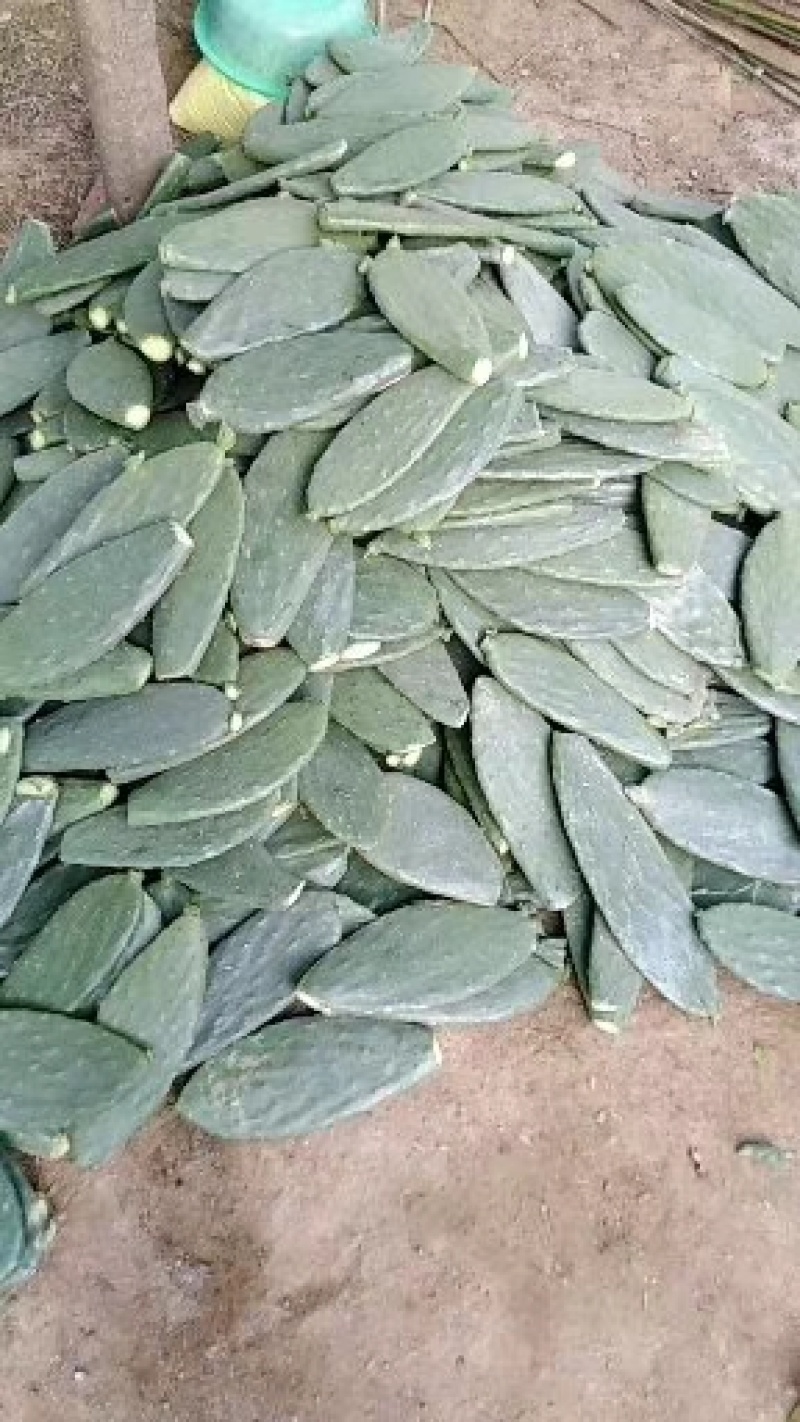 米邦塔食用仙人掌6cm