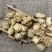 防风北防风产地河北现货供应量大从优