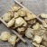 防风北防风产地河北现货供应量大从优