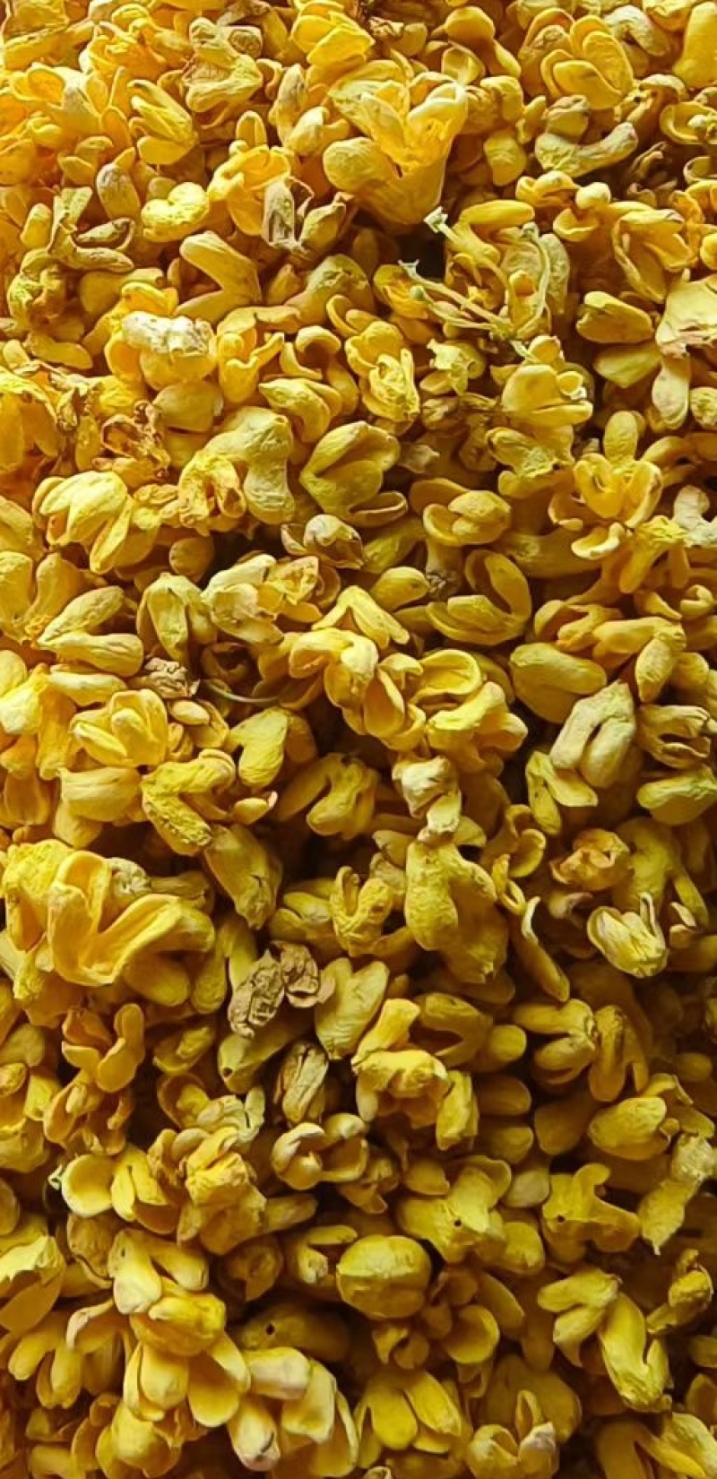桂花冻干桂花