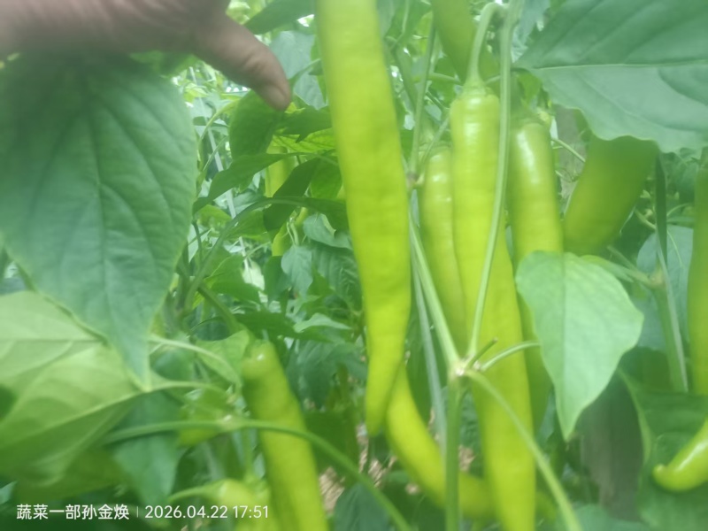 新鲜尖椒天天上市，欢迎各位老板下单
