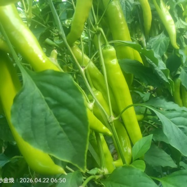 新鲜尖椒天天上市，欢迎各位老板下单