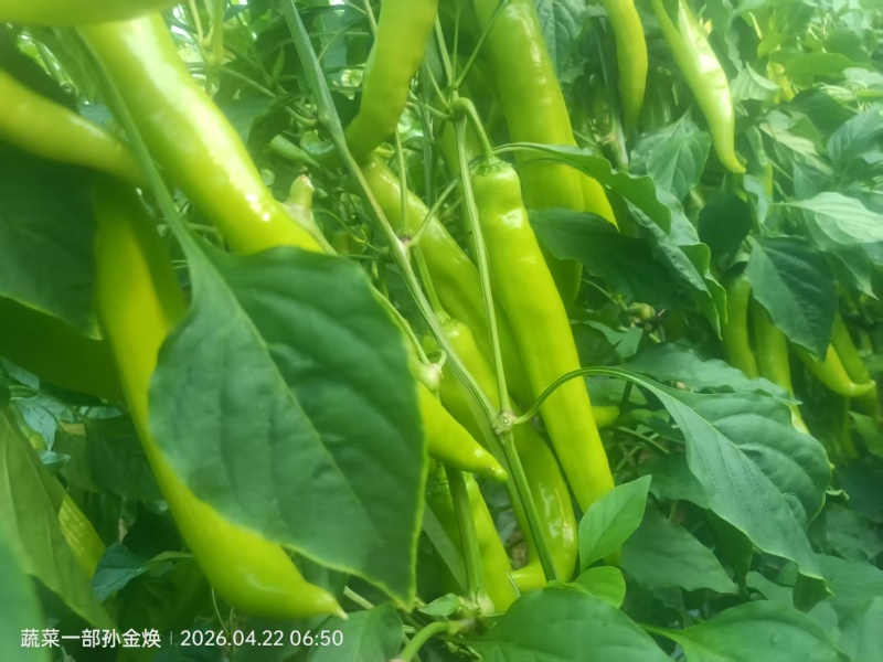 新鲜尖椒天天上市，欢迎各位老板下单