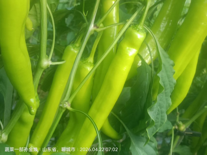 新鲜尖椒天天上市，欢迎各位老板下单