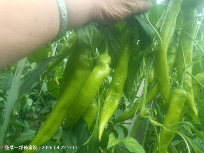 新鲜尖椒天天上市，欢迎各位老板下单