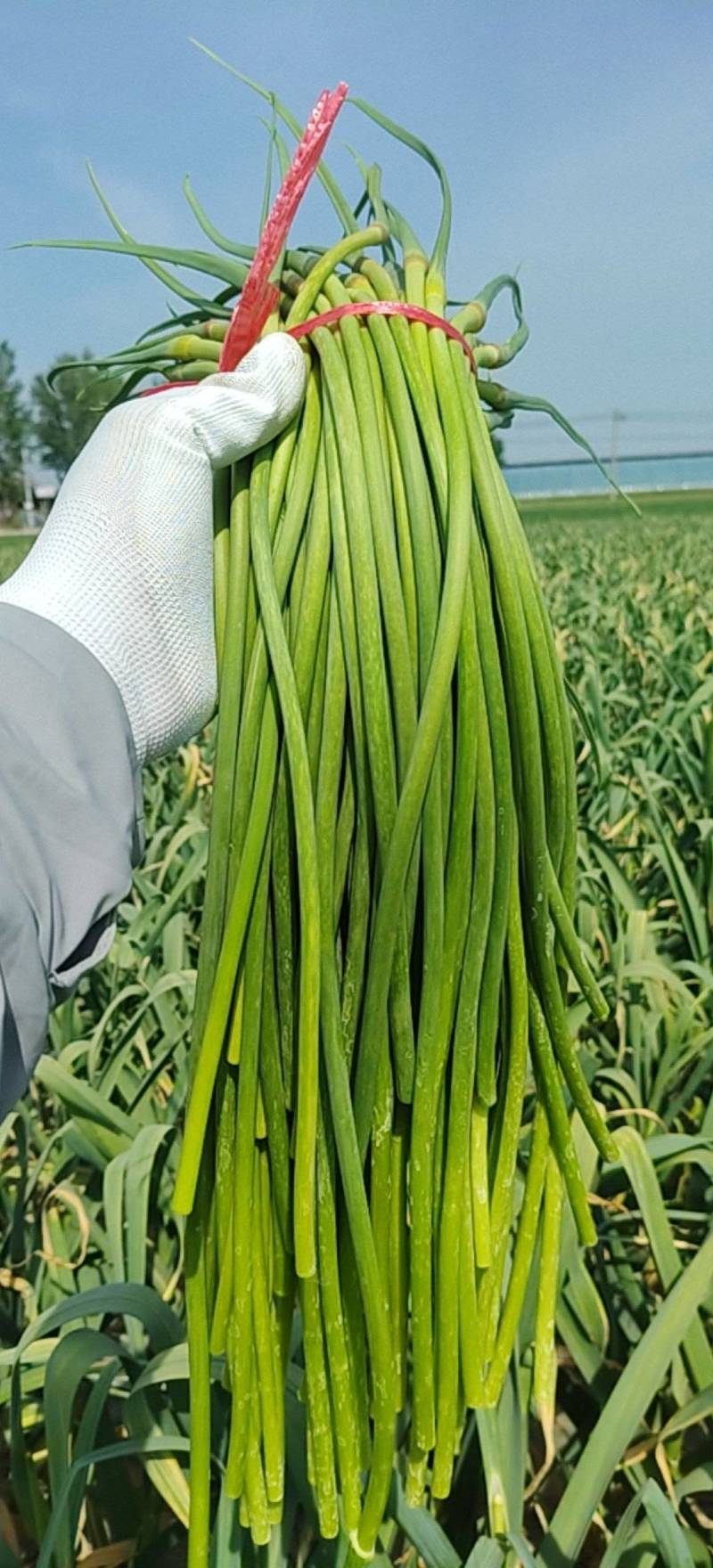 红帽蒜薹