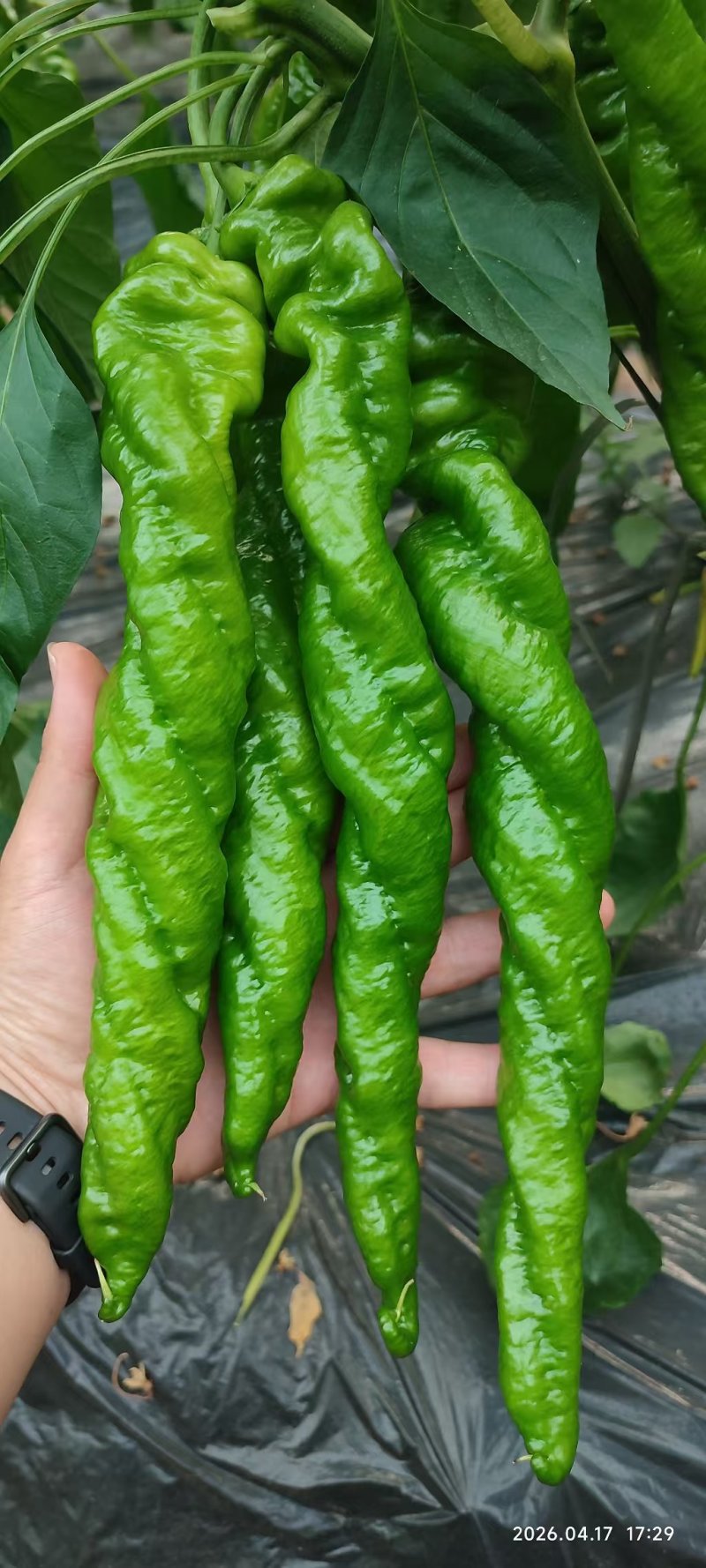 新鲜螺丝椒天天上市中，量大优惠