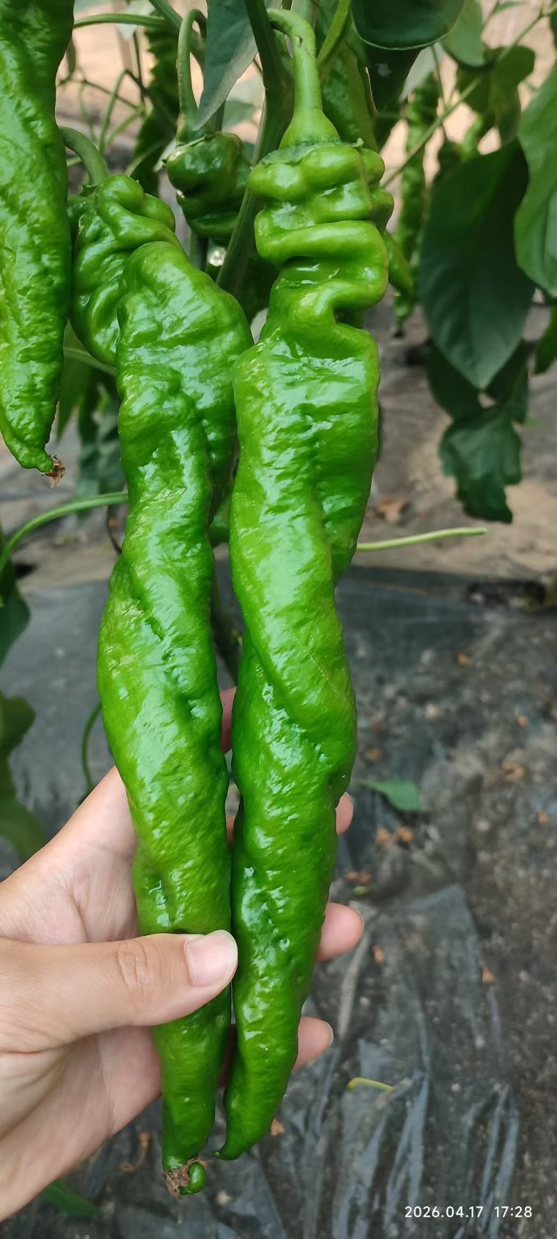 新鲜螺丝椒天天上市中，量大优惠