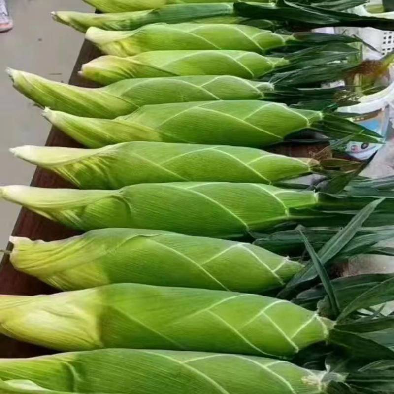 云南高原水果玉米（黄甜）