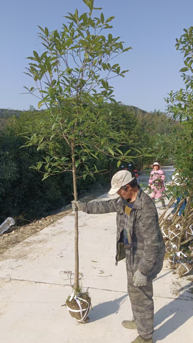 三公分桂花苗树，金桂树，可视频看货，欢迎老板现场看货