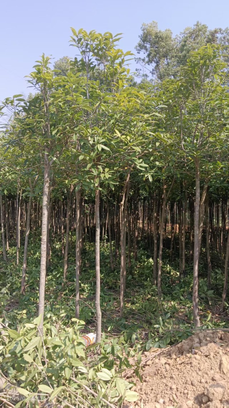 三公分桂花苗树，金桂树，可视频看货，欢迎老板现场看货