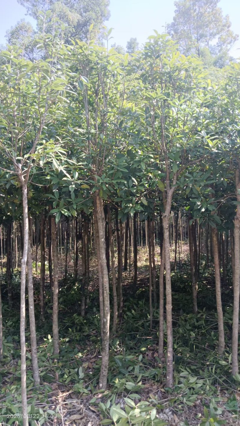 三公分桂花苗树，金桂树，可视频看货，欢迎老板现场看货