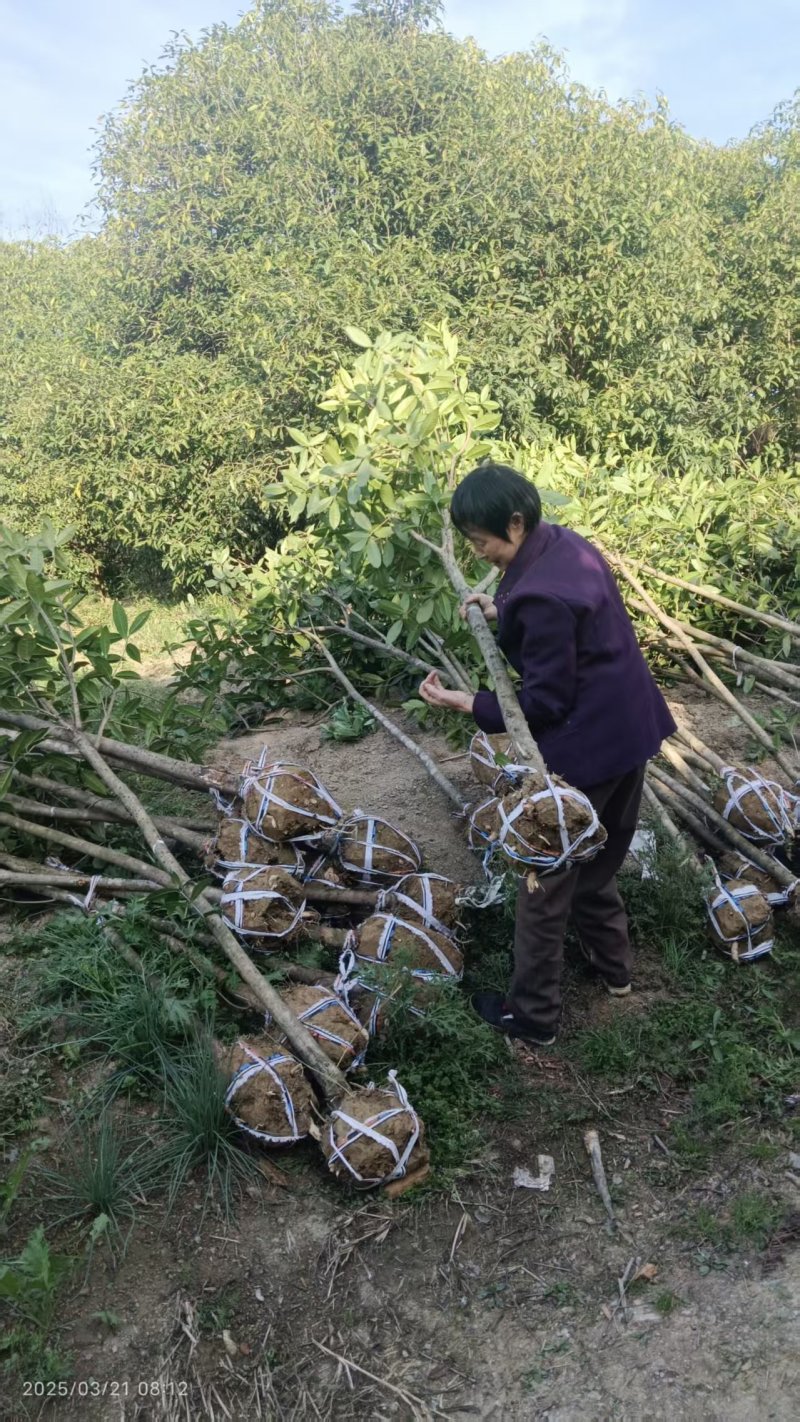 三公分桂花苗树，金桂树，可视频看货，欢迎老板现场看货