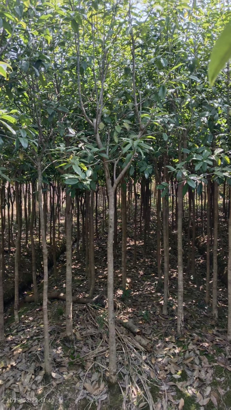 三公分桂花苗树，金桂树，可视频看货，欢迎老板现场看货
