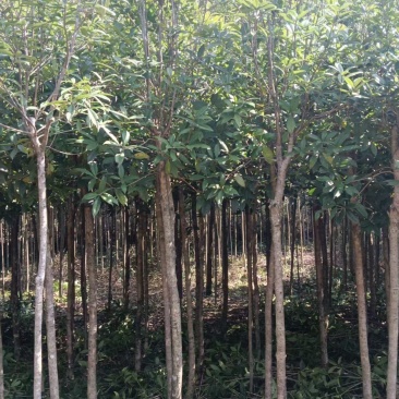 三公分桂花苗树，金桂树，可视频看货，欢迎老板现场看货