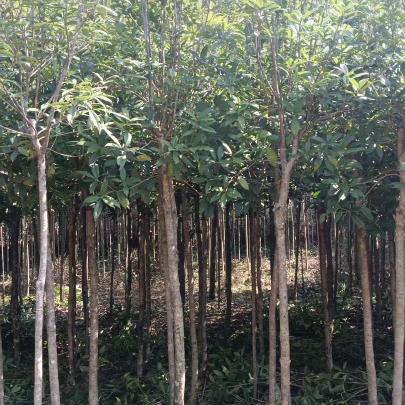 三公分桂花苗树，金桂树，可视频看货，欢迎老板现场看货