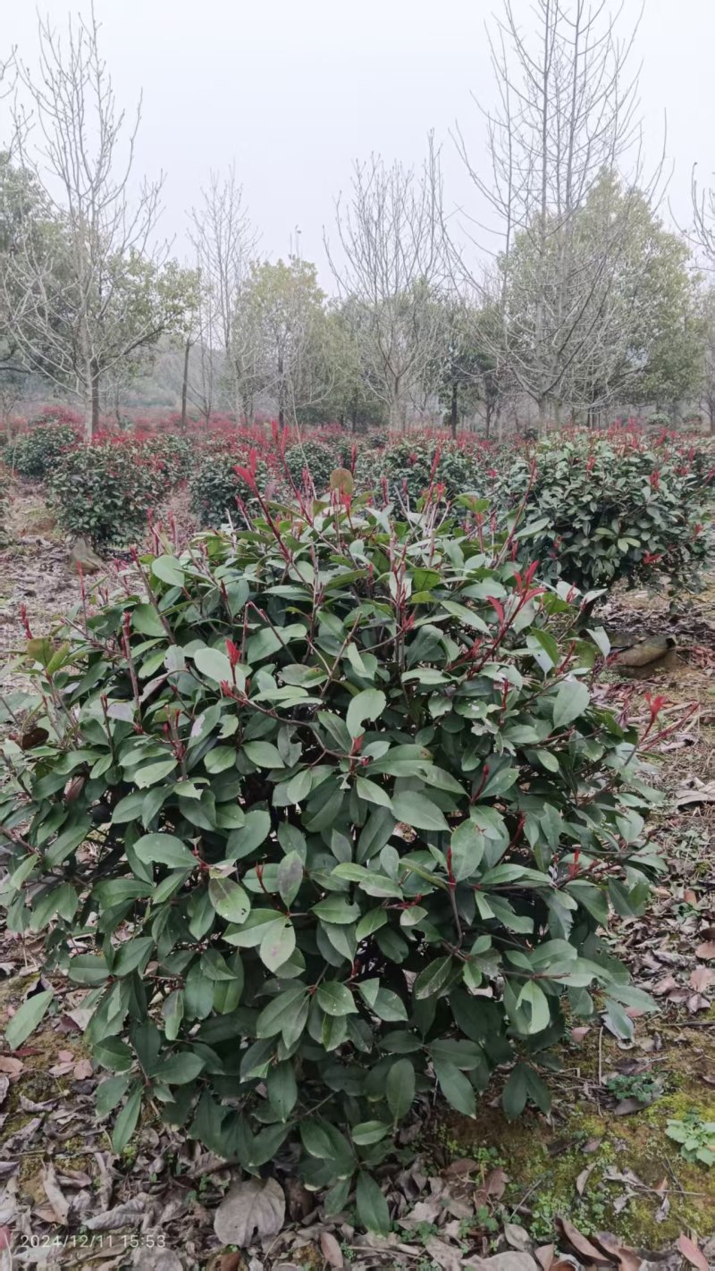 红叶石楠球，红叶石楠树。种植基地直供，欢迎前来看货